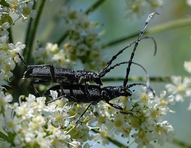 Cerambyx scopolii
