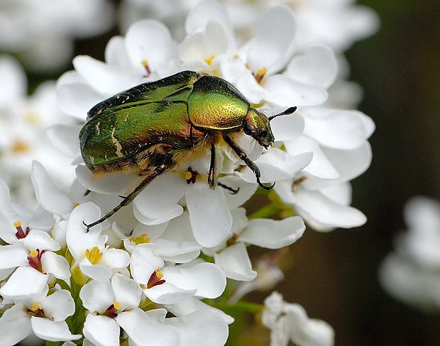 Cétoine dorée, Cetonia aurata