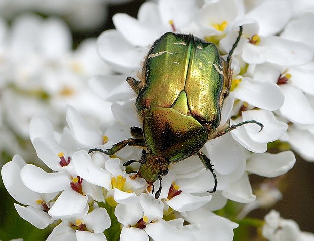 Cétoine dorée, Cetonia aurata