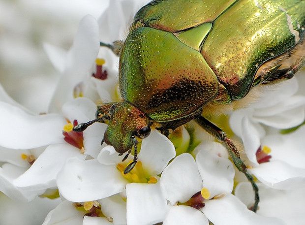 Cétoine dorée, Cetonia aurata