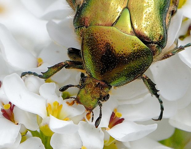 Cétoine dorée, Cetonia aurata