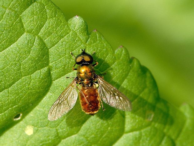 Chloromia formosa