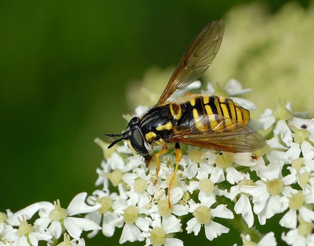 Chrysotoxum cautum