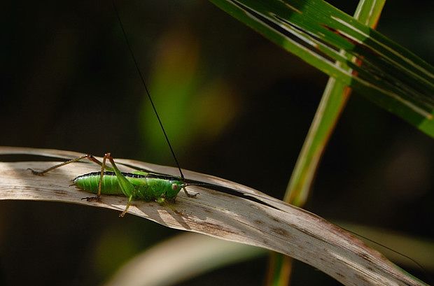 Conocephalus dorsalis null