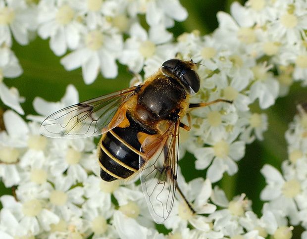 Eristalis tenax