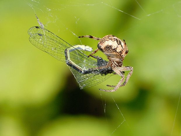 Larinioides cornutus