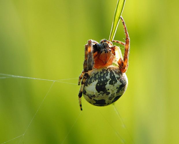 Larinioides cornutus