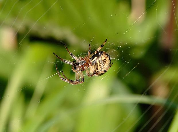 Larinioides cornutus