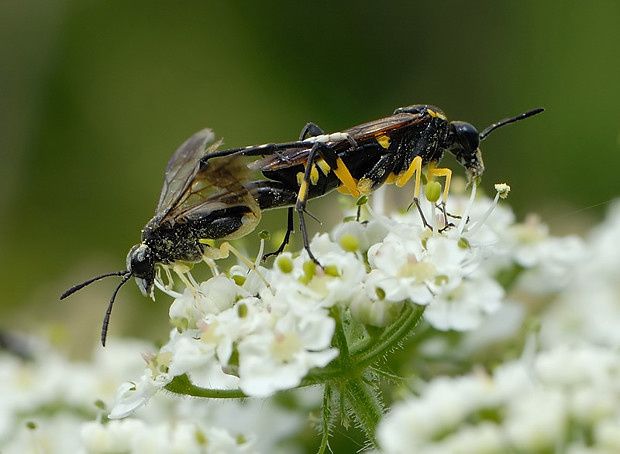 Macrophya montana
