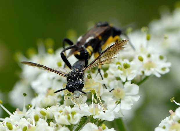 Macrophya montana