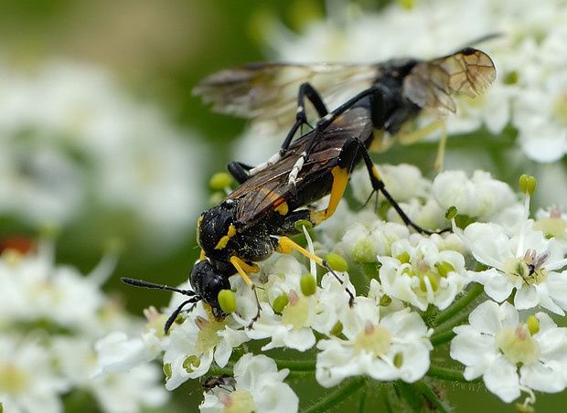 Macrophya montana