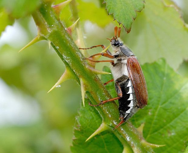 Melolontha melolontha