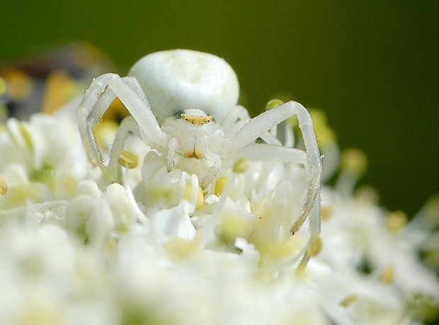 Misumena vatia