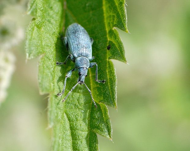 Phyllobius pomaceus