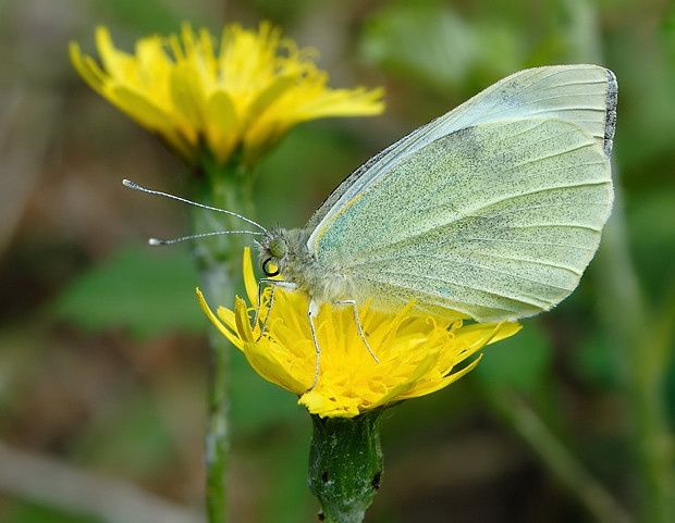 Pieris rapae