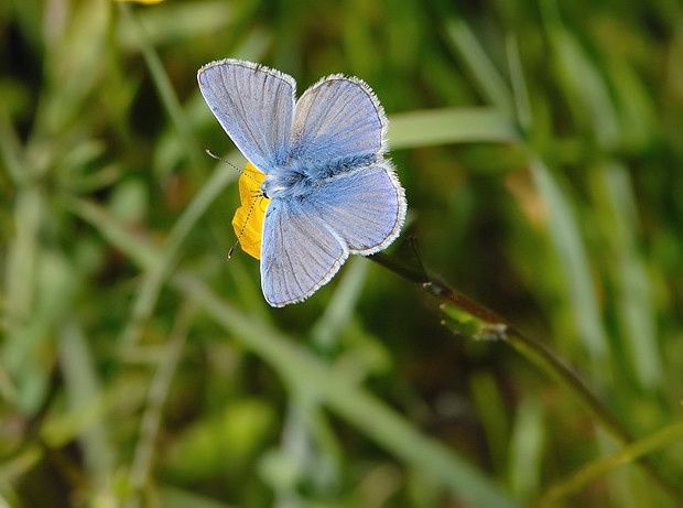 Polyommatus icarus