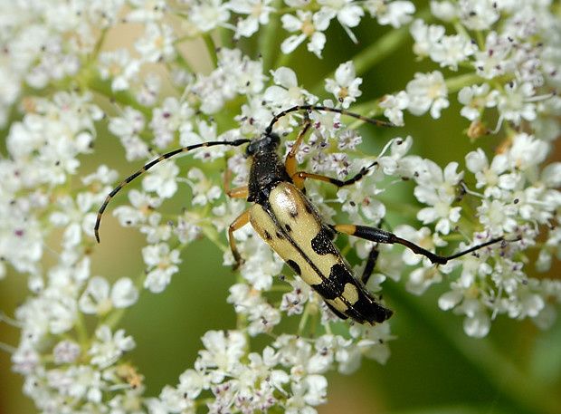 Ruptela maculata null