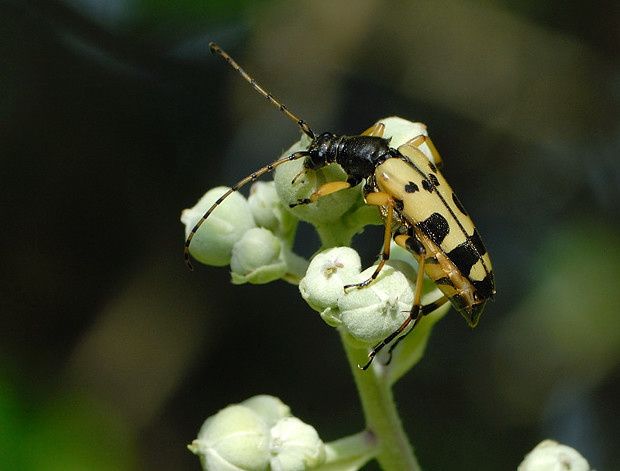 Ruptela maculata null
