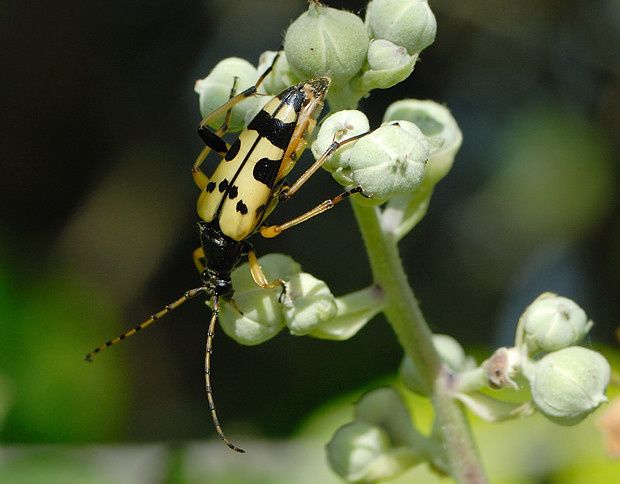 Ruptela maculata null