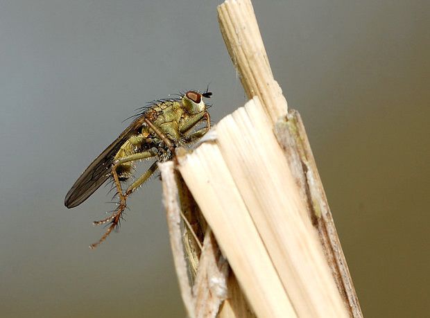 Scathophaga stercoraria, femelle