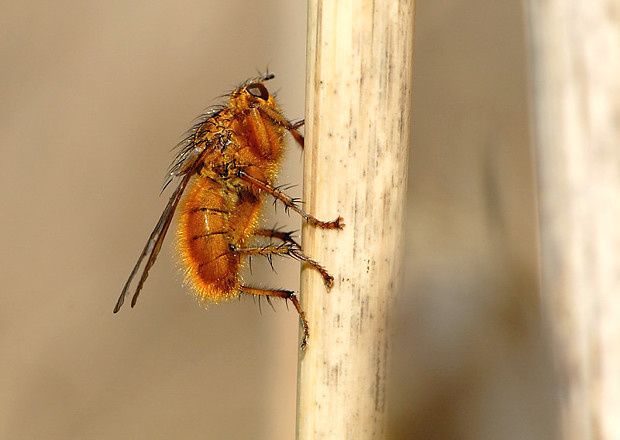 Scathophaga stercoraria, mâle