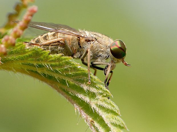 Tabanus bromius