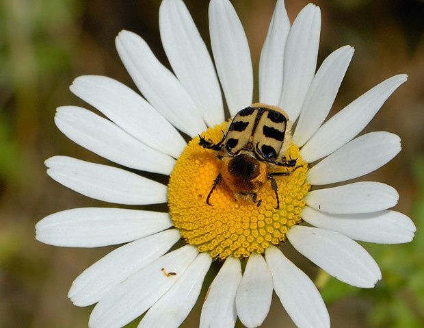 Trichius rosaceus
