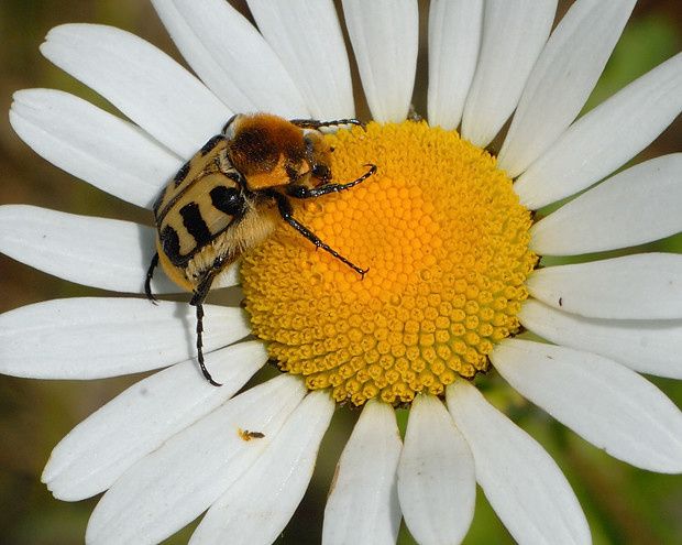Trichius rosaceus