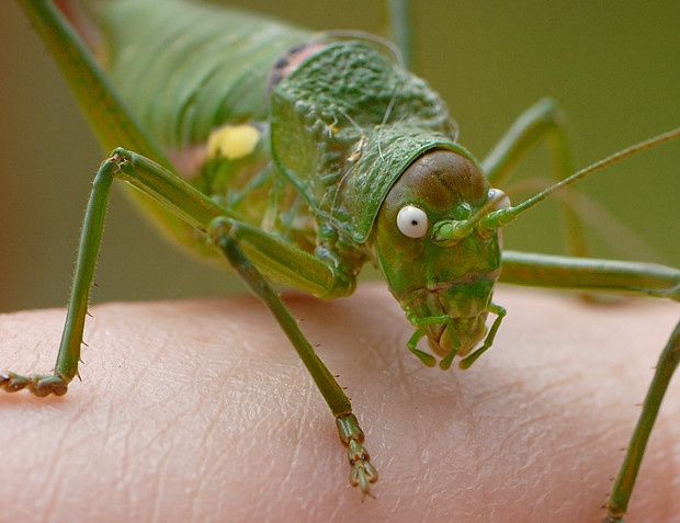 Uromenus rugosicollis null