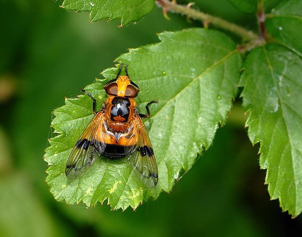 Volucella inflata