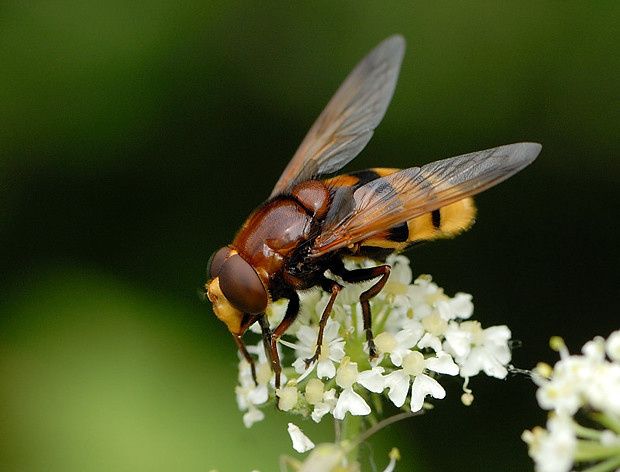 Volucella zonaria