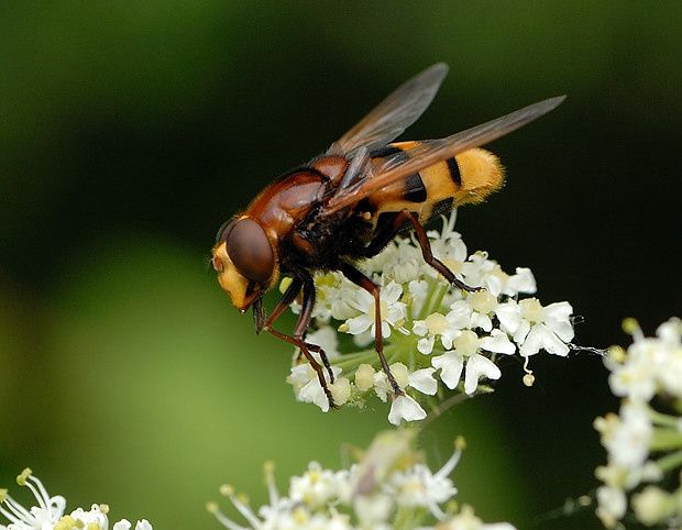 Volucella zonaria