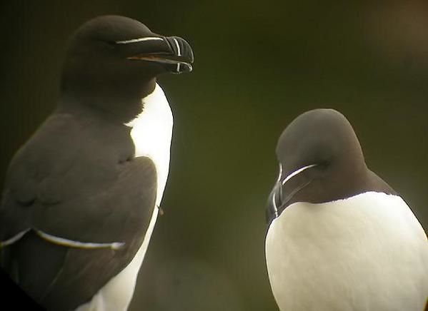 Pingouin torda, Alca torda, Razorbill