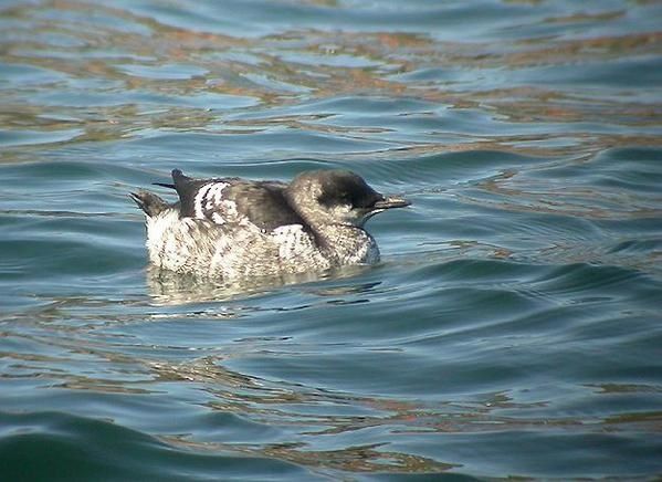 Guillemot à miroir, Cepphus grylle, Black Guillemot