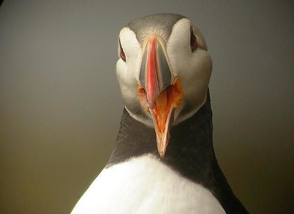Macareux moine, Fratercula arctica, Atlantic Puffin