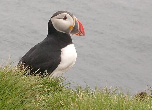 Macareux moine, Fratercula arctica, Atlantic Puffin