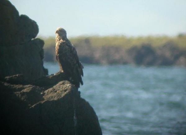 Pygargue à queue blanche, Haliaeetus albicilla, White-tailed Eagle