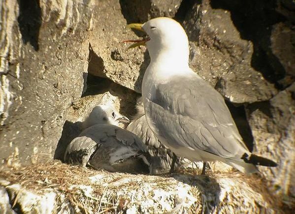 Mouette tridactyle, Rissa tridactyla, Kittiwake