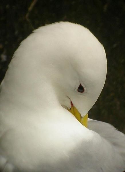Mouette tridactyle, Rissa tridactyla, Kittiwake