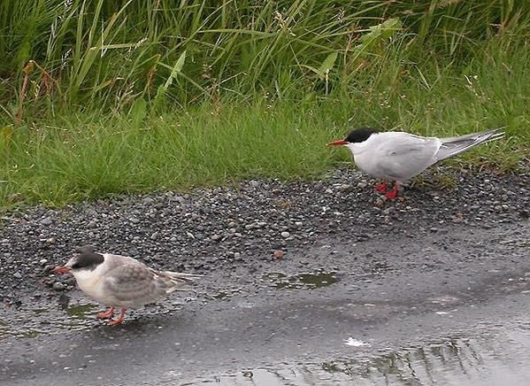 Sterne arctique, Sterna paradisaea, Arctic Tern
