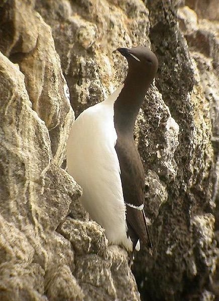 Guillemot de Brünnich, Uria lomvia, Brünnich's Guillemot