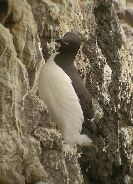 Guillemot de Brünnich, Uria lomvia, Brünnich's Guillemot