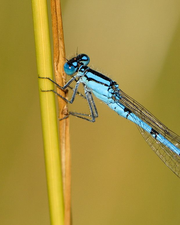Enallagma cyathigerum Enallagma cyathigerum M2 20090628