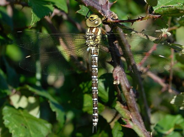 Aeshna cyanea, l'Aeschne bleue