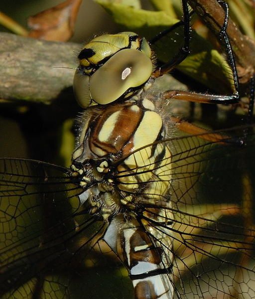 Aeshna cyanea, l'Aeschne bleue