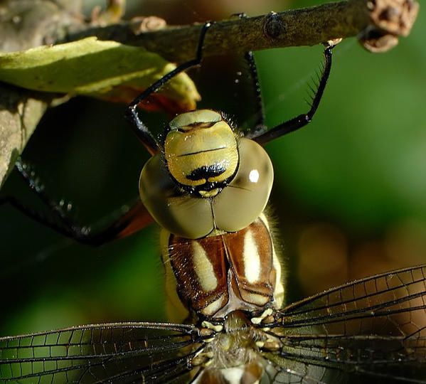 Aeshna cyanea, l'Aeschne bleue