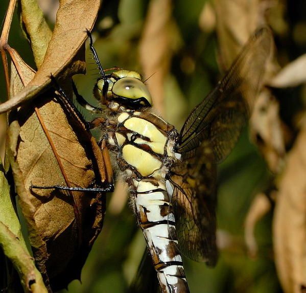 Aeshna cyanea, l'Aeschne bleue