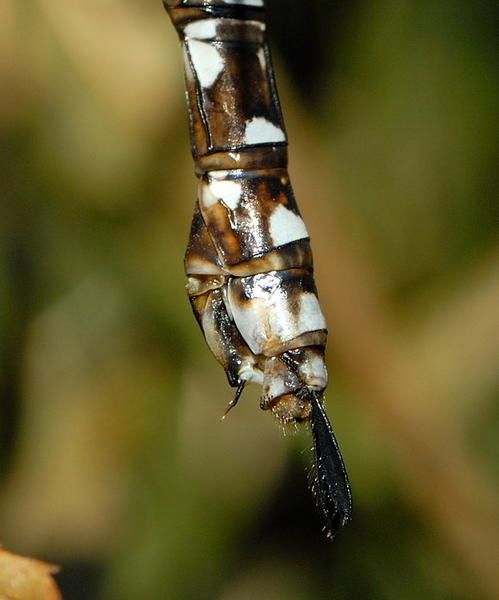 Aeshna cyanea, l'Aeschne bleue