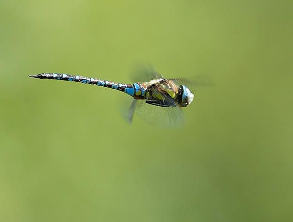 Aeschne mixte, Aeshna mixta