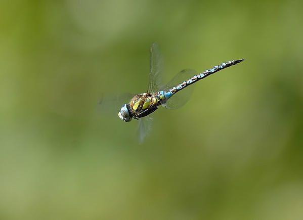 Aeschne mixte, Aeshna mixta